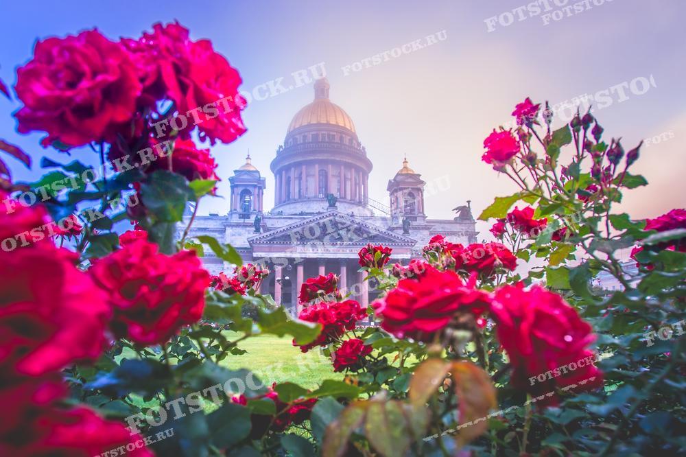 Эта живописная фотография представляет Исаакиевский собор в Санкт-Петербурге, украшенный цветущими розами на переднем плане. Такой вид подходит для иллюстрации статей о культуре и истории города, а также может использоваться в туристических брошюрах и путеводителях.
